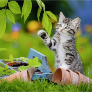 Puzzle kittens 5+